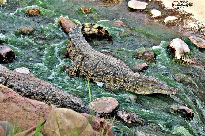 Agadir Crocoparc Transfer & Admission tickets - The gardens: cactus plants and roaming iguanas make it feel real