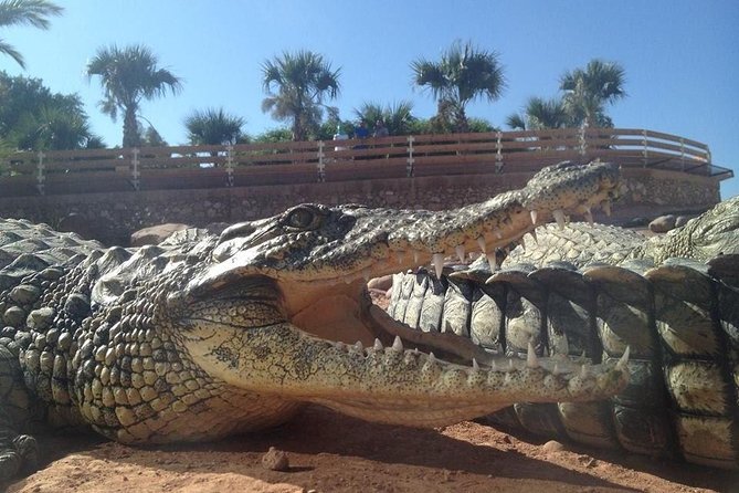Agadir Crocoparc With Transfer & Admission ticket - Key things I’d bet you’ll care about