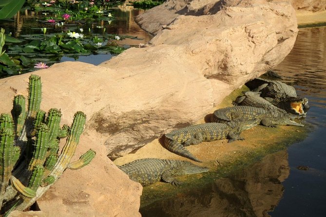 Agadir Crocoparc With Transfer & Admission ticket - Entering Crocoparc: gate photos and your free exploration time