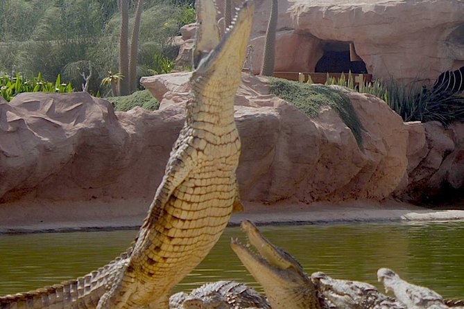 Agadir Crocoparc With Transfer & Admission ticket - The crocodiles: the big payoff of the day