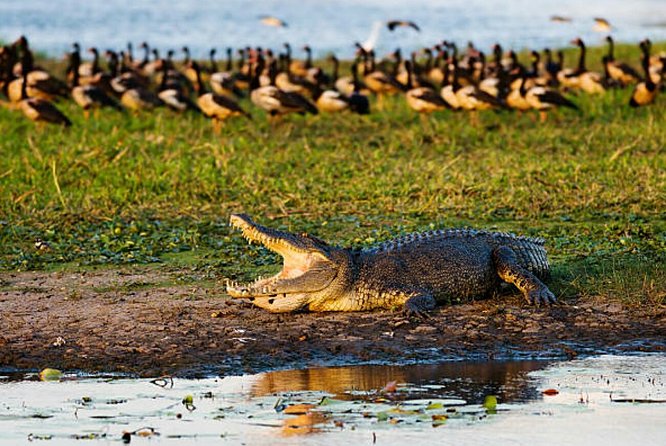 Agadir Crocoparc With Transfer & Admission ticket - Anacondas and snake time: short and striking