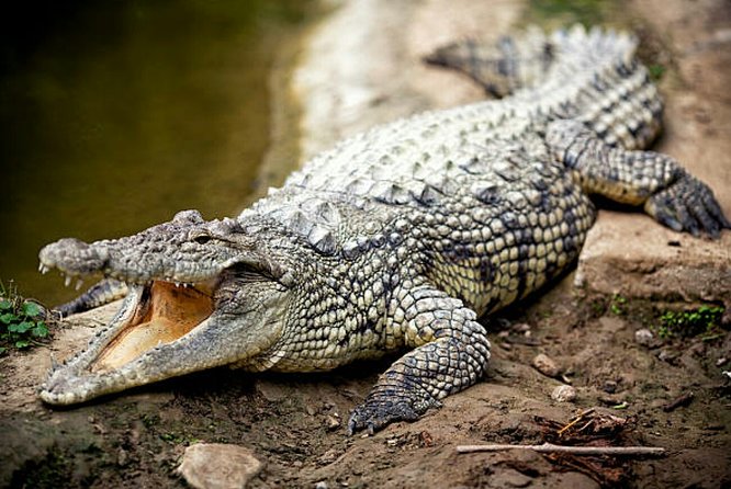 Agadir Crocoparc With Transfer & Admission ticket - Botanical gardens and the calmer corners