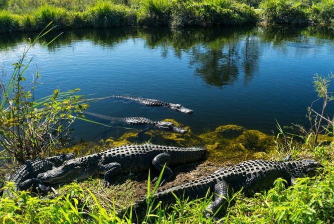 Agadir Crocoparc With Transfer & Admission ticket - Air-conditioned transport + licensed driver: the comfort part