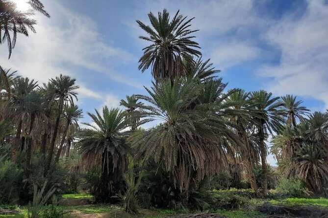 Agadir Day Trip to Taroudant and Tiout Oasis with Lunch - Tiout oasis and Berber village walk with lunch