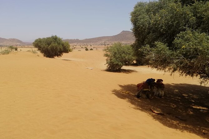 Agadir Desert Tour 4x4 with lunch - Massa River area: a real nature pause for bird watchers