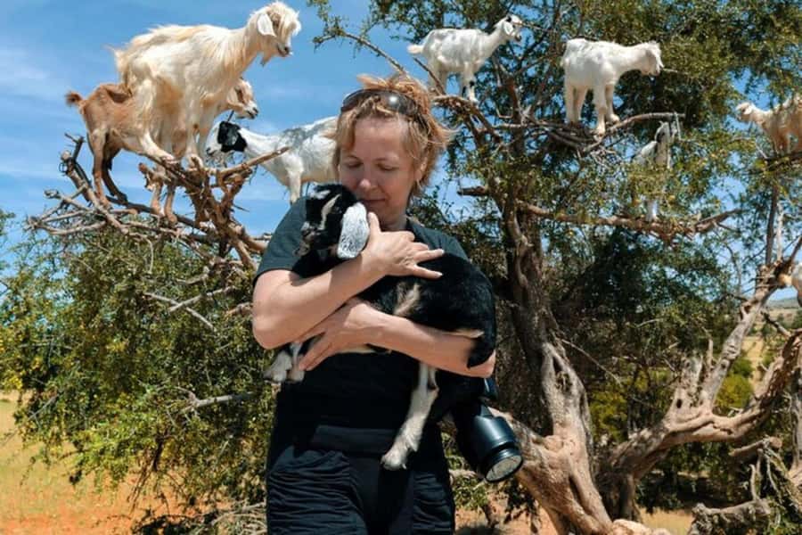 Agadir: Discover Argan Tree-Climbing Goats on a Morning Tour - Key takeaways
