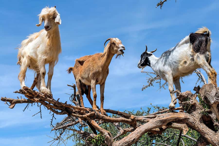 Agadir: Discover Argan Tree-Climbing Goats on a Morning Tour - The drive south of Agadir: what you’ll notice