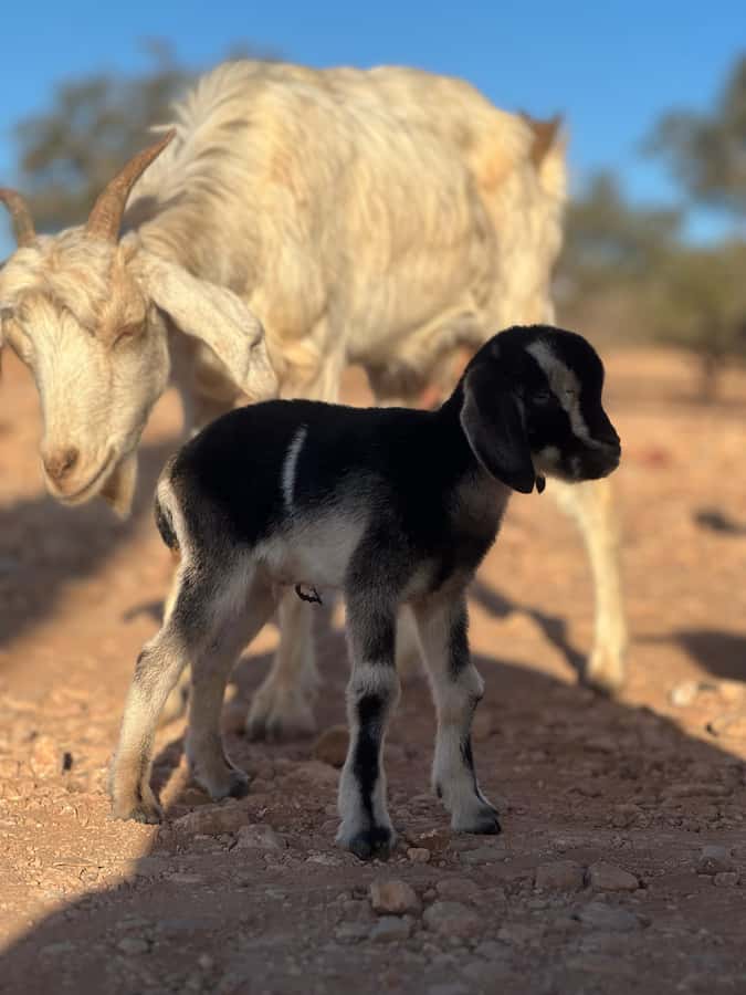Agadir: Discover Argan Tree-Climbing Goats on a Morning Tour - Seeing goats climb argan trees: the real show
