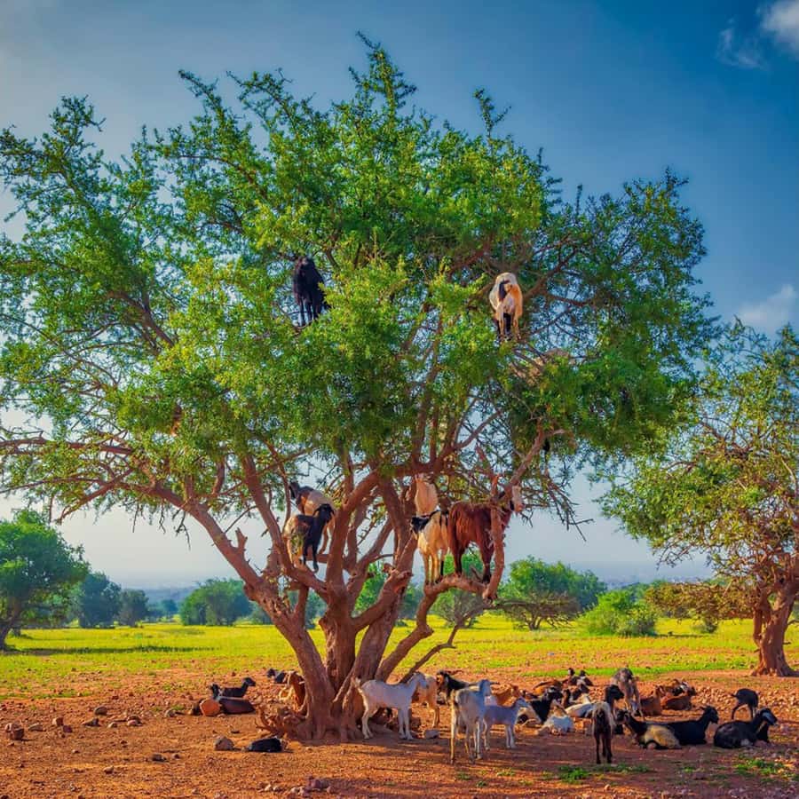 Agadir: Discover Argan Tree-Climbing Goats on a Morning Tour - Practical tips that make your morning smoother