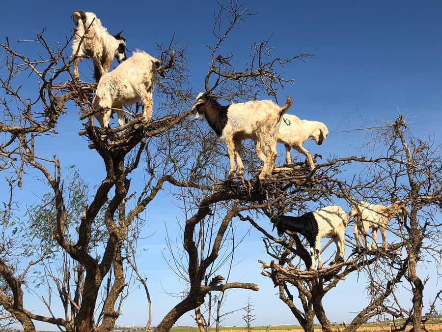 Agadir: Essaouira Guided Day Trip - Argan oil stops: factory context, plus what to look for in a cooperative