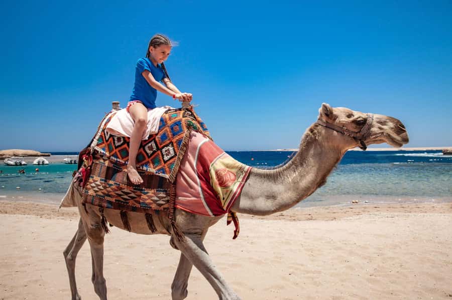 Agadir: Flamingo River Camel Ride with Optional BBQ Dinner - How the 2–3 Hours Flows: Pickup, Briefing, Ride, Tea, and Optional Dinner