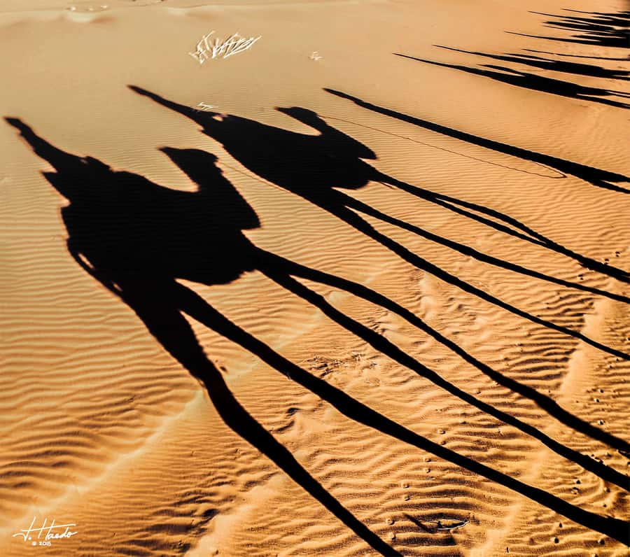 Agadir: Flamingo River Camel Ride with Optional BBQ Dinner - The Route: Aghroud Bensergao Village to Eucalyptus to the Souss River
