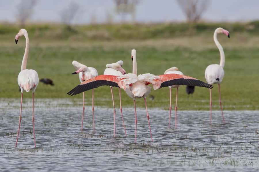 Agadir: Flamingo River Camel Ride with Optional BBQ Dinner - Camel Handling and Riding Comfort: What You’re Really Buying