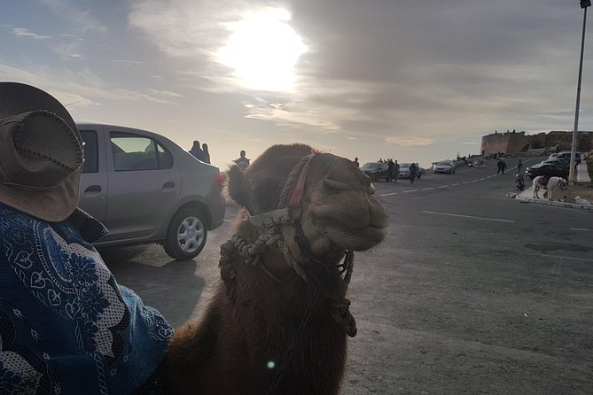 Agadir Guided City Tour Including Hotel pickup - Marina D’Agadir: a quick introduction with real photo payoff