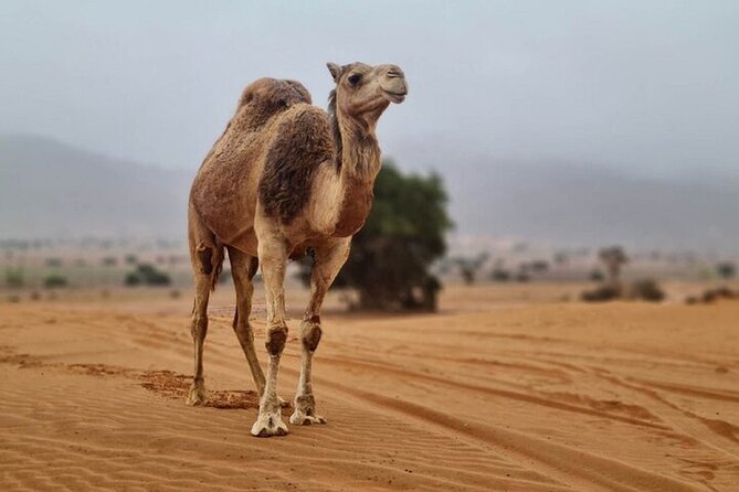 Agadir Jeep Safari Desert Day Trip including Lunch & camel ride - Massa National Park and the Sous River: the wildlife stop people remember