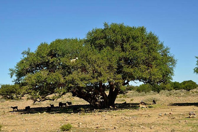 Agadir Morocco 4WD Sahara Tours with Lunch - Stop 3: The mini Sahara oasis, banana plantations, and optional camel rides