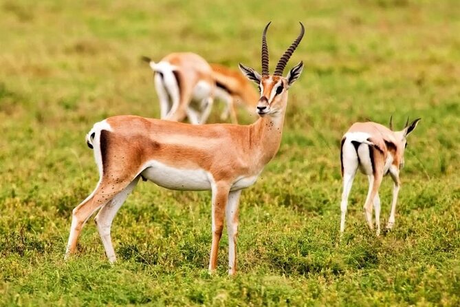 Agadir National Park & 4×4 Jeep Desert Safari Tour with Lunch - Key Safari Highlights at a Glance