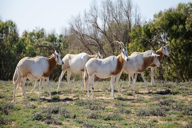 Agadir National Park & 4×4 Jeep Desert Safari Tour with Lunch - The Sous River Bird Spot: Why This Part Is Not Just Scenic