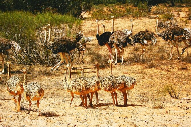 Agadir National Park & 4×4 Jeep Desert Safari Tour with Lunch - Rasmouka Banana Oasis Lunch: Tajine, Couscous, and Mint Tea