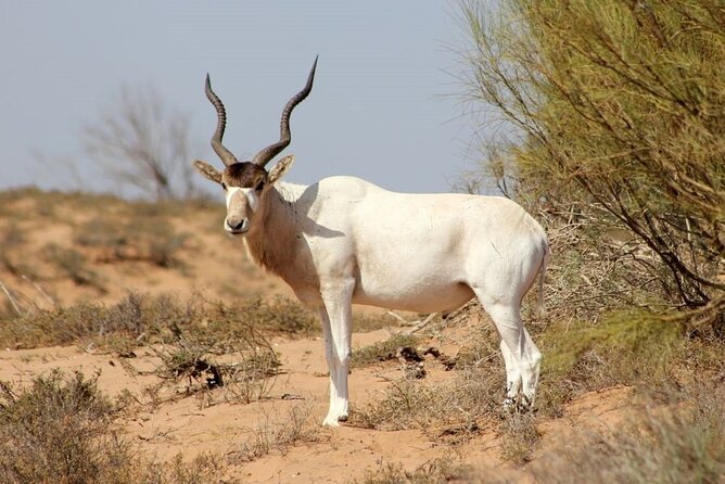 Agadir National Park & 4×4 Jeep Desert Safari Tour with Lunch - Dam Views at Yusuf Ibnu Tachafin + Anti-Atlas Backdrop