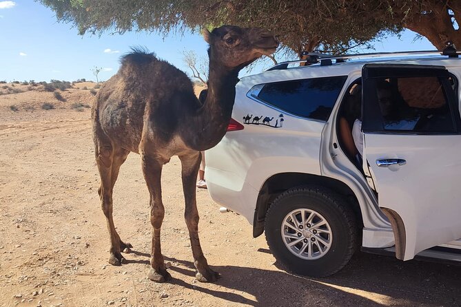 Agadir or taghazout : 4×4 Jeep Sahara Desert Trip with Lunch - Sidi R’bat fishermen caves: quick, salty, and very walkable