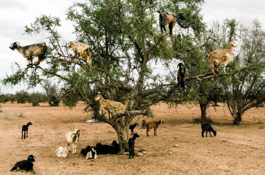 Agadir or Taghazout: Goat on Trees and Crocoparc with Pickup - Why This Trip Works So Well for Half a Day