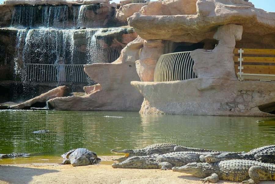 Agadir or Taghazout: Goat on Trees and Crocoparc with Pickup - Who Should Book This (and Who Might Skip It)