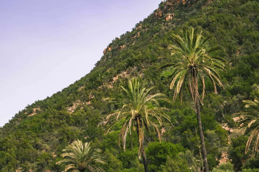 Agadir or Taghazout: Paradise Valley Atlas Mountain Trip - Timing and what you can do after your valley break