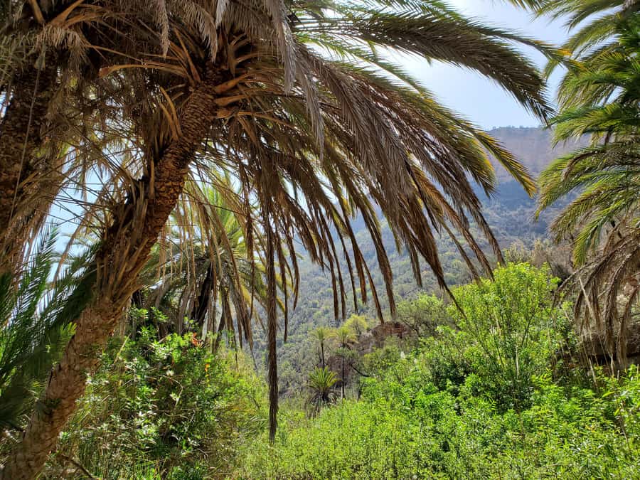 Agadir or Taghazout: Paradise Valley with Lunch & Transfers - Key highlights before you go