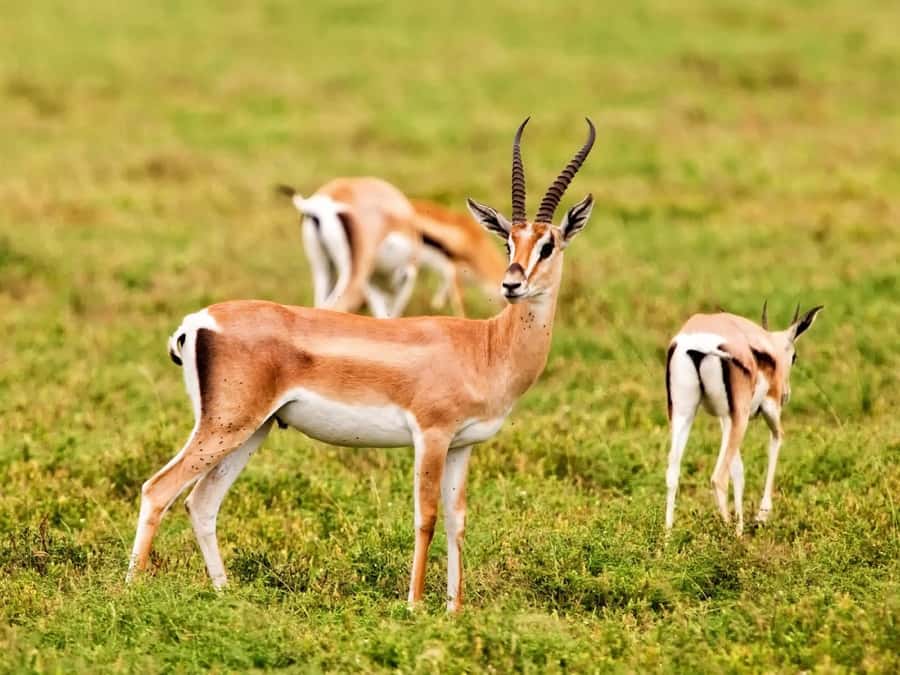 Agadir: Sous Massa National Park Desert Safari Tour & Lunch - Fishing cave, Souss River birdlife, and the glossary-in-your-head effect