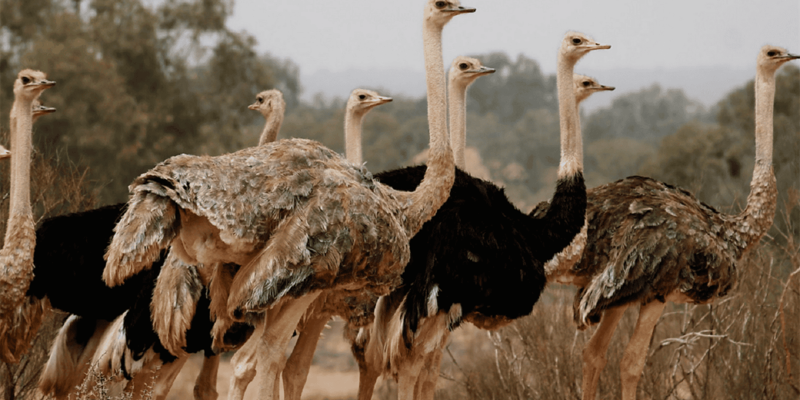 Agadir: Sous Massa National Park Desert Safari Tour & Lunch - Berber villages and that Berber house lunch you’ll remember