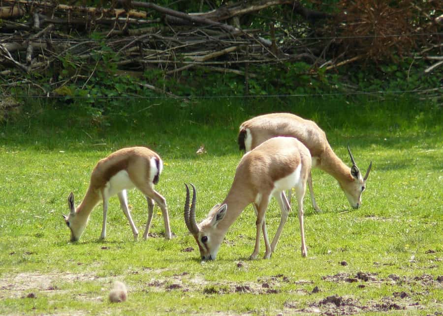 Agadir: Souss National Park Wildlife Half-Day Tour - Key highlights that make this tour worth your morning