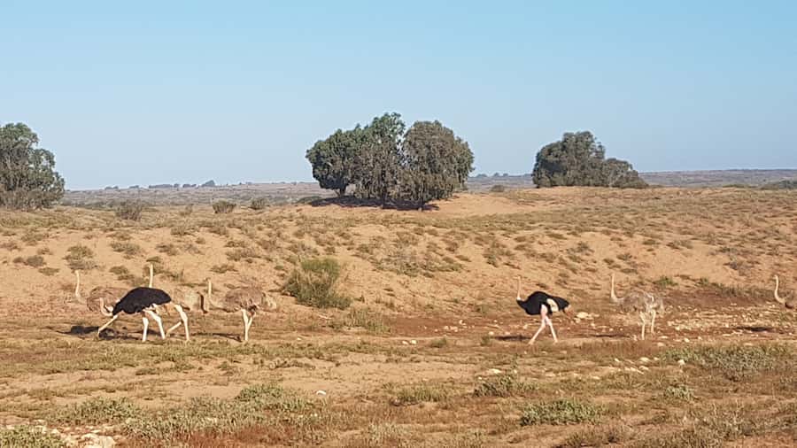 Agadir: Souss National Park Wildlife Half-Day Tour - Who this tour suits best (and who should pick something else)