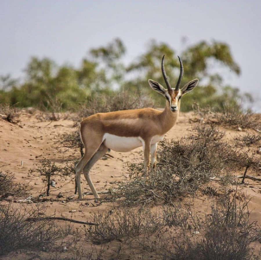 Agadir: Souss National Park Wildlife Half-Day Tour - Why Souss-Massa feels wilder than the Agadir coastline