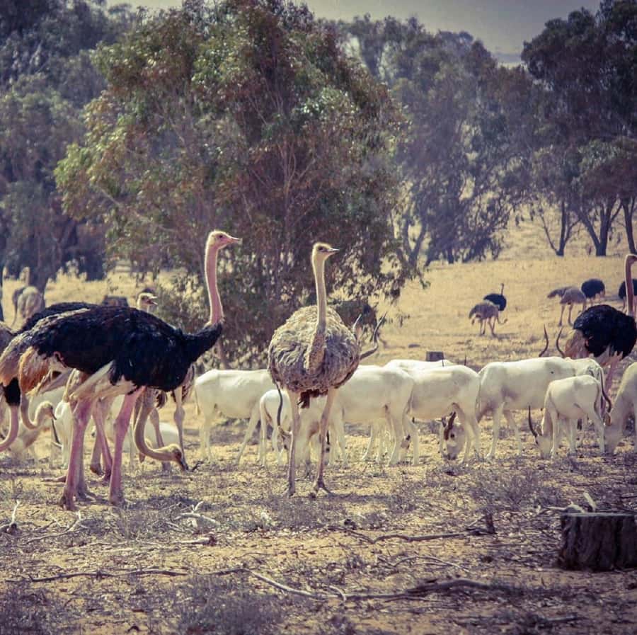 Agadir: Souss National Park Wildlife Half-Day Tour - Museum first: understanding the park’s 1991 conservation mission