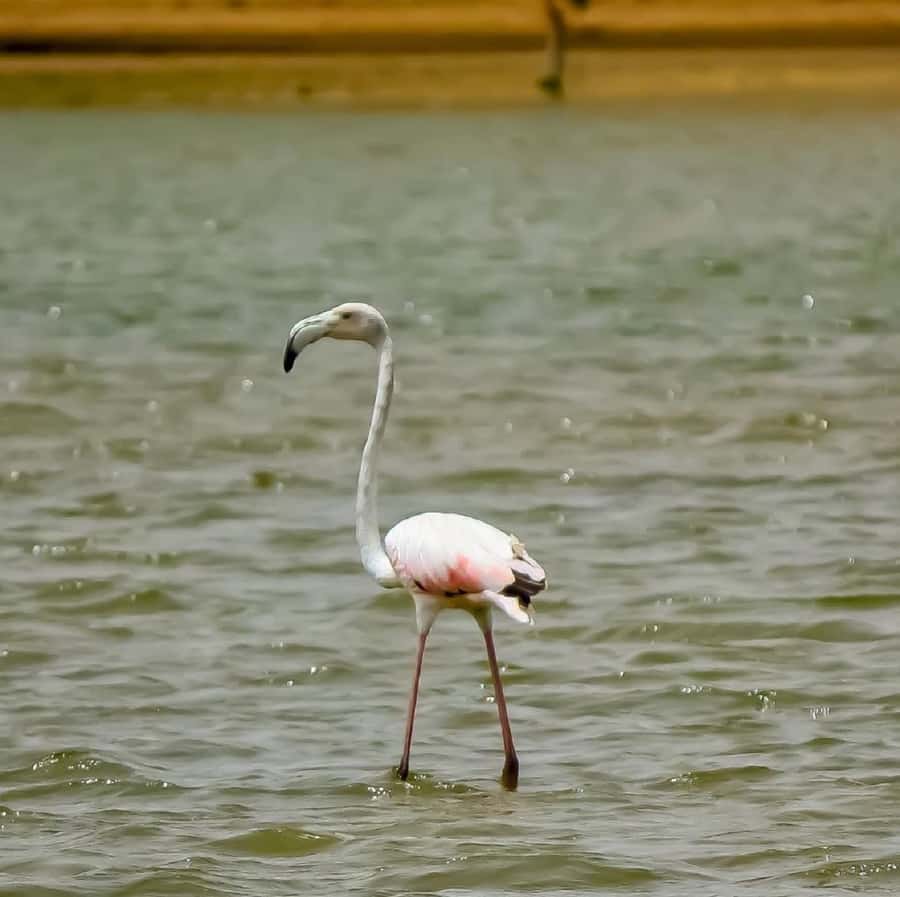 Agadir: Souss National Park Wildlife Half-Day Tour - Endangered species you can realistically expect to learn about and see