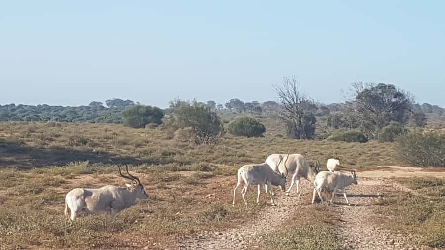Agadir: Souss National Park Wildlife Half-Day Tour - Bird-and-wildlife spotting from the park roads