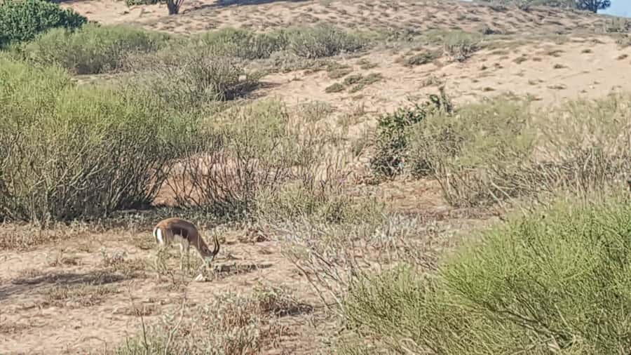 Agadir: Souss National Park Wildlife Half-Day Tour - Rules that affect your view: staying in the car