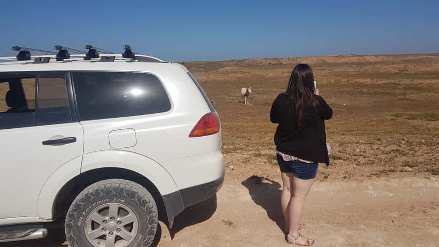 Agadir: Souss National Park Wildlife Half-Day Tour - Bring your own snacks: what the half-day actually includes