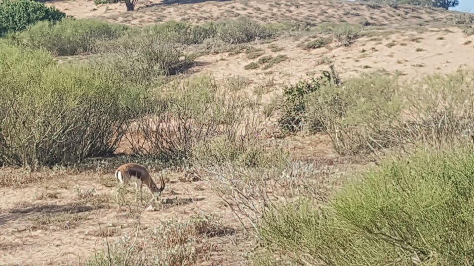Agadir: Souss National Park Wildlife Half-Day Tour - Price and value: is $76 fair for this kind of wildlife time?