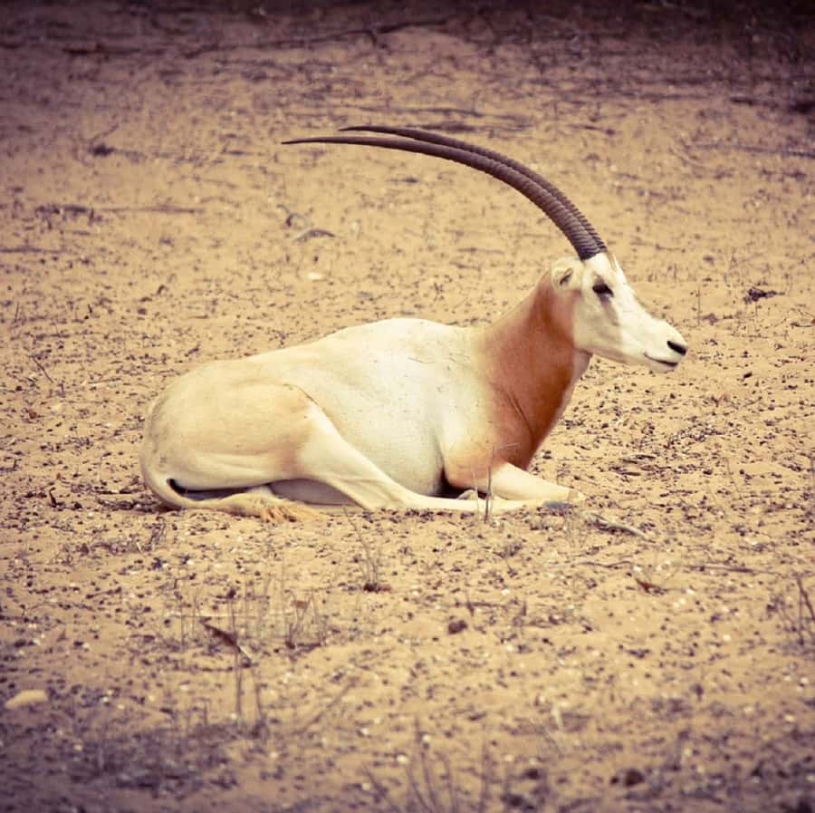 Agadir: Souss National Park Wildlife Half-Day Tour - Pickup, timing, and the vehicle reality (seat choice matters)