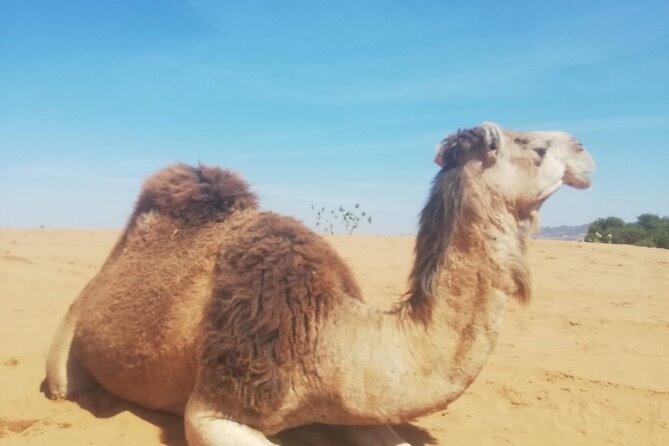 Agadir sunset on Camel Ride With Barbecue - The Berber-Style Stops and Scenic Moments