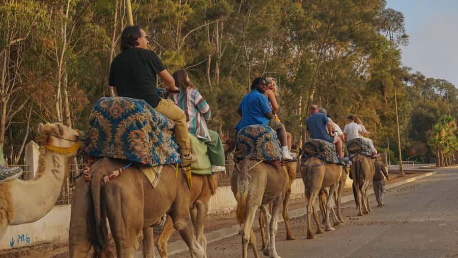Agadir/Taghazout: Camel Ride with Tea Drink and Transfers - Should You Book This Agadir/Taghazout Camel Ride With Tea and Transfers?