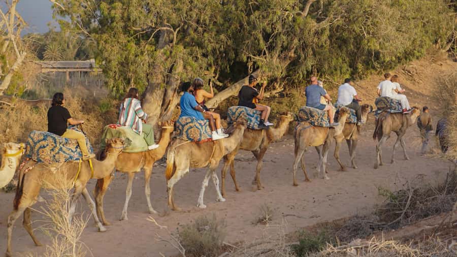 Agadir/Taghazout: Camel Ride with Tea Drink and Transfers - Getting Picked Up: Transfers That Save Your Time
