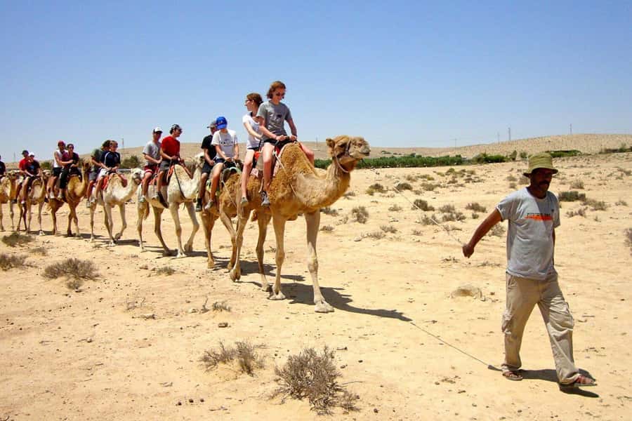 Agadir/Taghazout: Camel Rides with Tea Drink and Transfer - Getting On a Camel: What You’ll Want to Know Before You Go
