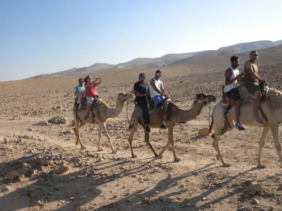 Agadir/Taghazout: Camel Rides with Tea Drink and Transfer - Service From IBN BATOUTTA TRAIL: What Good Care Looks Like