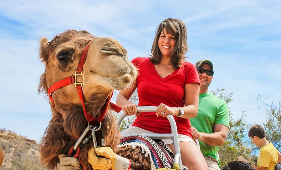Agadir/Taghazout: Camel Rides with Tea Drink and Transfer - Who This Camel Ride Suits Best
