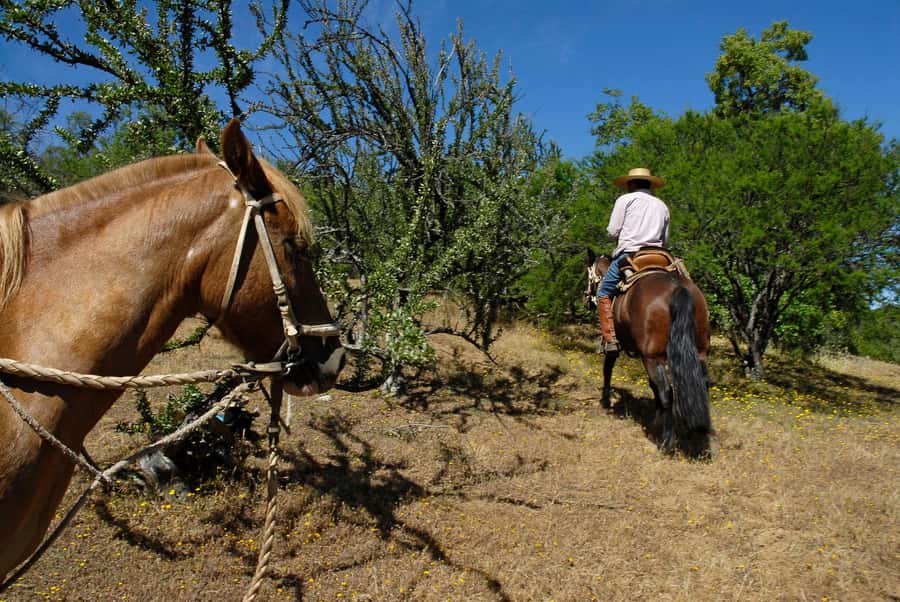Agadir/Taghazout: Horse Rides Experience With Transfers - Horse Rides Near Agadir: Why This Gentle Pace Works