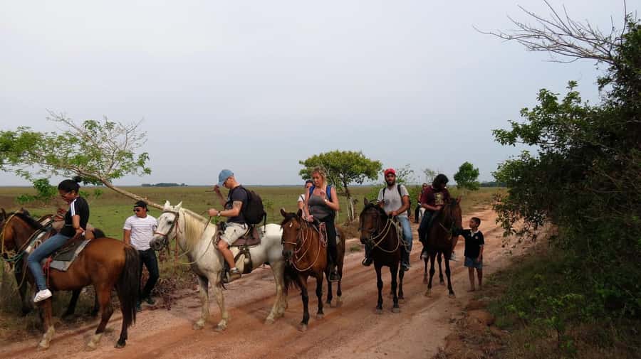 Agadir/Taghazout: Horse Rides Experience With Transfers - Horses, Helmets, and First-Timer Comfort Tips