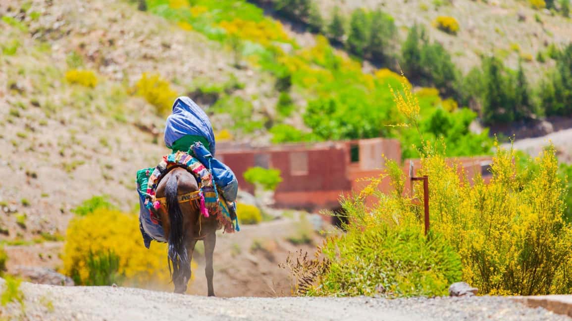 Agadir/Taghazout: Paradise Valley Atlas Mountains Day Trip - Languages and guide style: how communication shapes the day